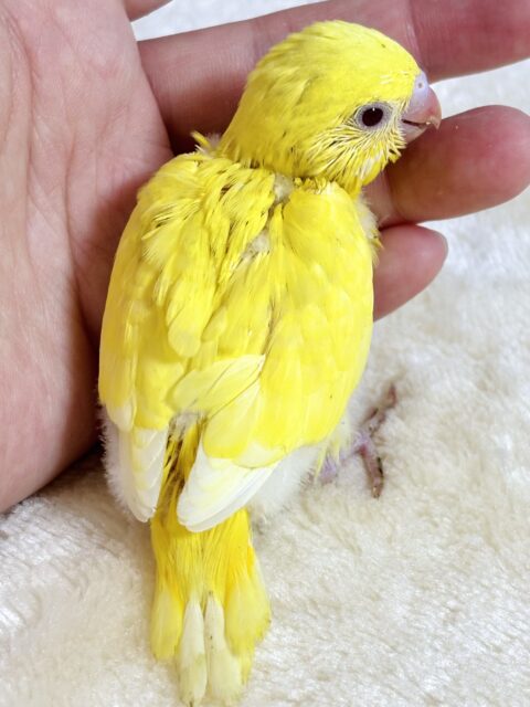 セキセイインコ