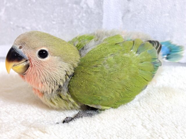 コザクラインコ（小桜インコ）