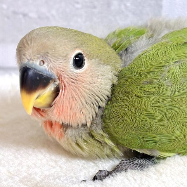 コザクラインコ ノーマル 🍀🍊𓂃⟡.·