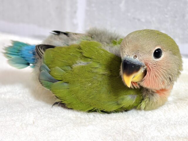 コザクラインコ（小桜インコ）