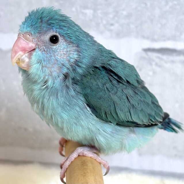 マメルリハ ブルー 女の子 ️🩵🫧💙