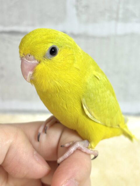 マメルリハ アメリカンイエロー 女の子 💛🌼