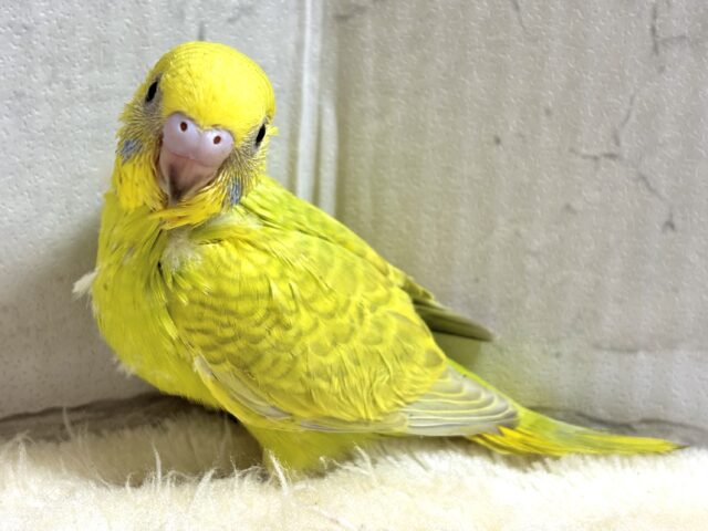 セキセイインコ