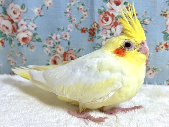 オカメインコ