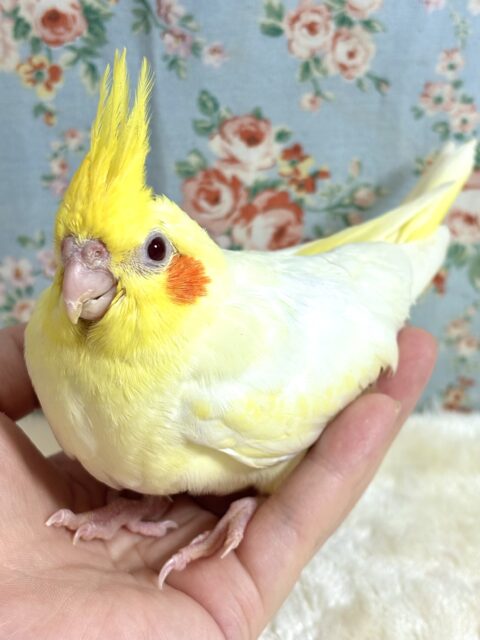オカメインコ