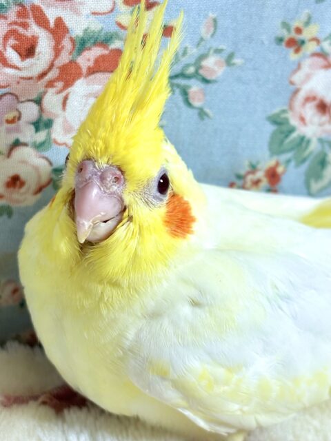 オカメインコ