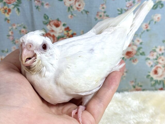 オカメインコ