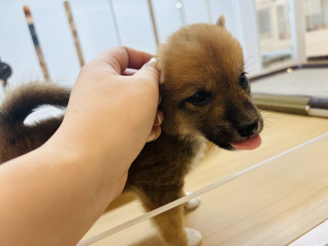 柴犬