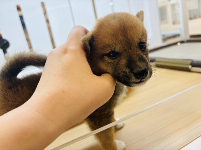 柴犬