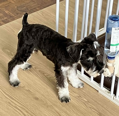 ミニチュアシュナウザー