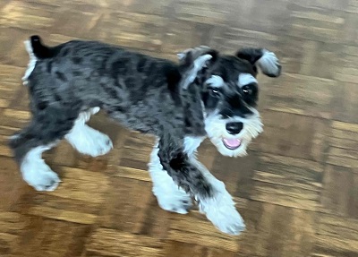 ミニチュアシュナウザー