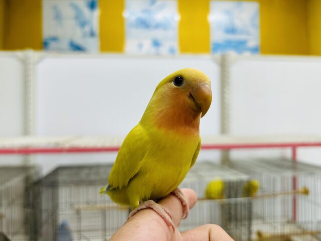 コザクラインコ（小桜インコ）