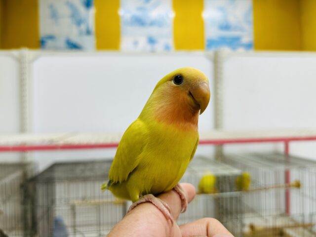 コザクラインコ（小桜インコ）