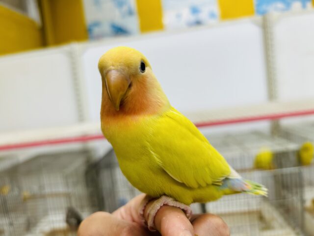 ①【☆最新画像更新☆】圧倒的な存在感⁉　黄金に輝くボディが魅力的🔥　コザクラインコ（ゴールデンチェリー）