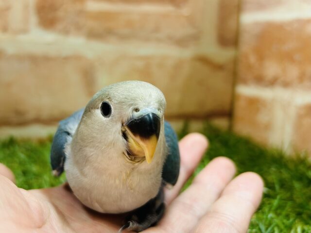 ②元気いっぱい🔥🔥🔥　コザクラインコ(ブルーチェリー)