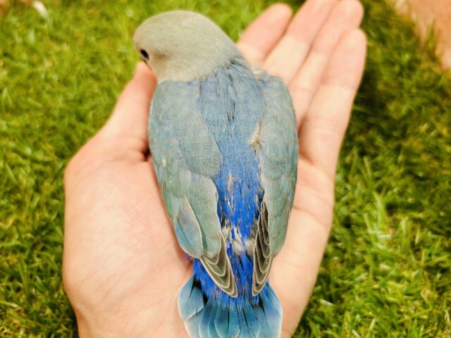 コザクラインコ（小桜インコ）