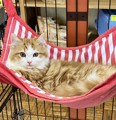 スコティッシュフォールド