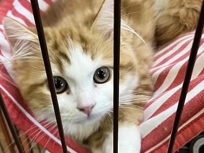 スコティッシュフォールド