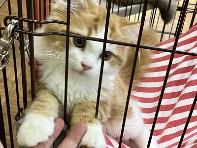 スコティッシュフォールド