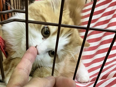 スコティッシュフォールド