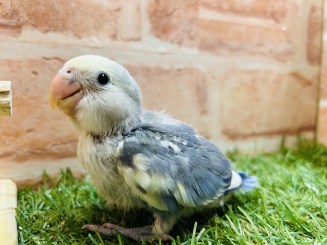 綺麗な色合いが魅力的💙💛💙💛　コザクラインコ（バイオレットパイド）