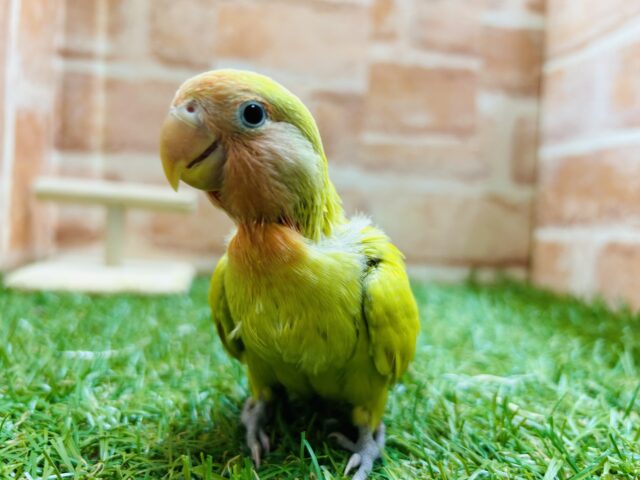 コザクラインコ（小桜インコ）