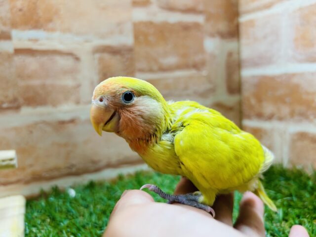 コザクラインコ（小桜インコ）