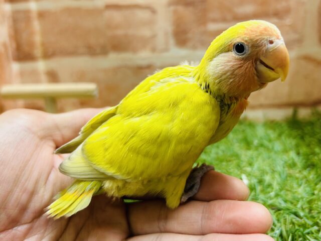 コザクラインコ（小桜インコ）