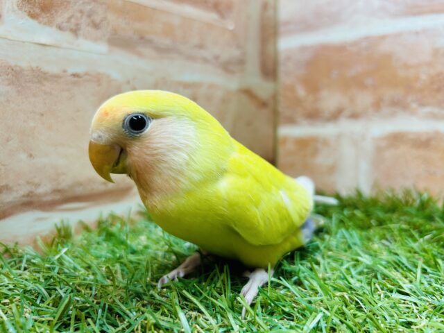 ②輝くボディは太陽のよう🌞🌞🌞　コザクラインコ（ゴールデンチェリー）