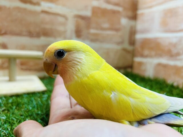 コザクラインコ（小桜インコ）