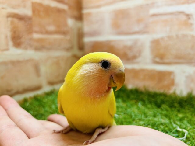 コザクラインコ（小桜インコ）