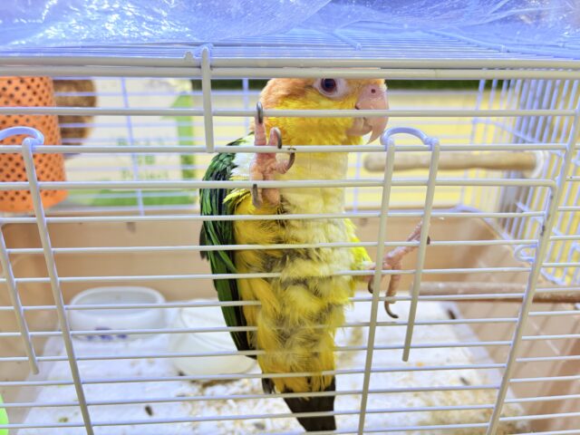シロハラインコ