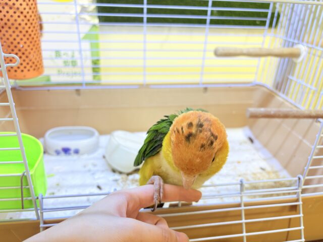 シロハラインコ