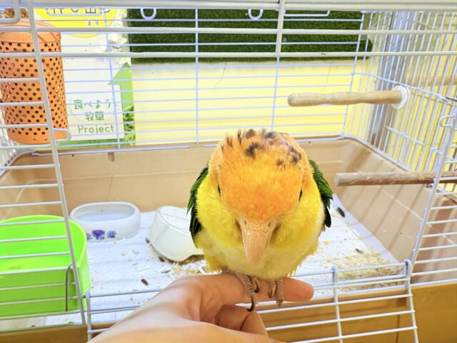シロハラインコ