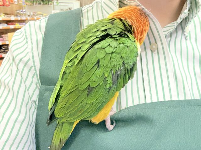 シロハラインコ