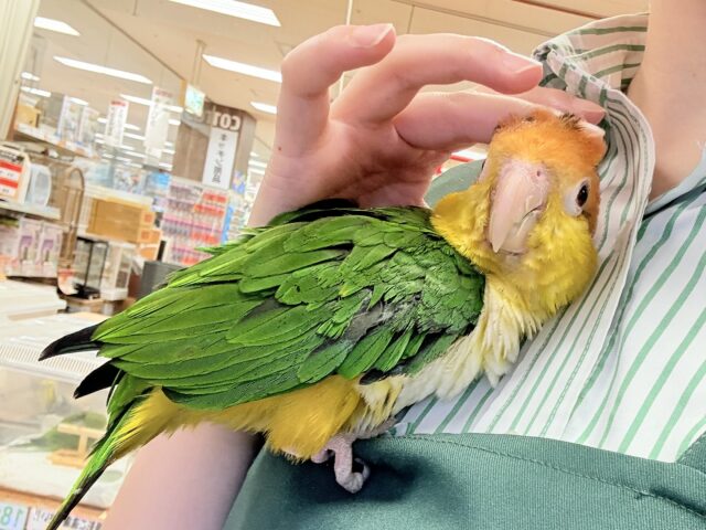 【最新画像】行動が可愛すぎます♡♡シロハラインコ（女の子）
