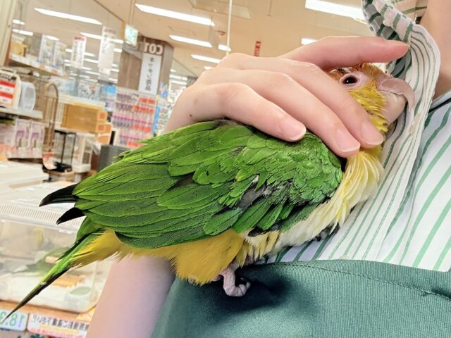 シロハラインコ