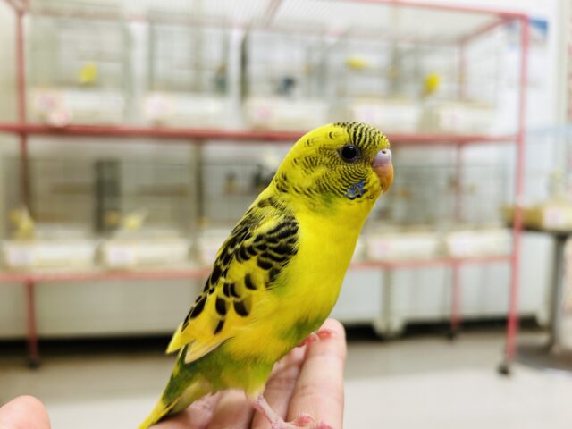 セキセイインコ