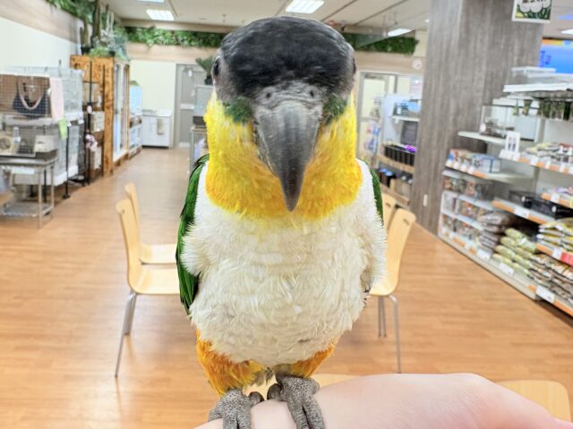 ズグロシロハラインコ