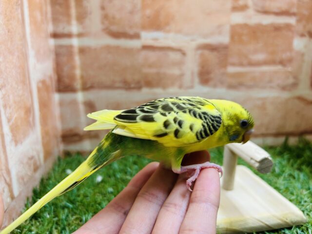 セキセイインコ