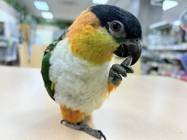 ズグロシロハラインコ