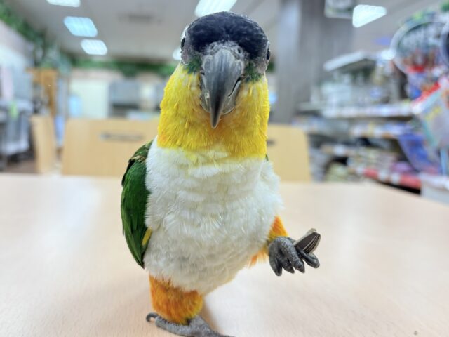 ズグロシロハラインコ