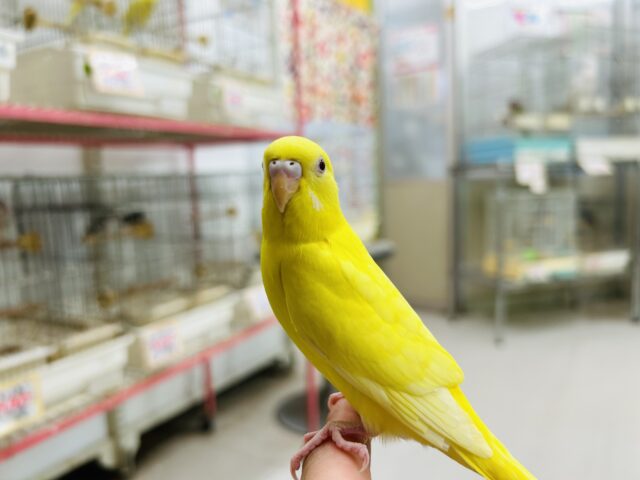 セキセイインコ