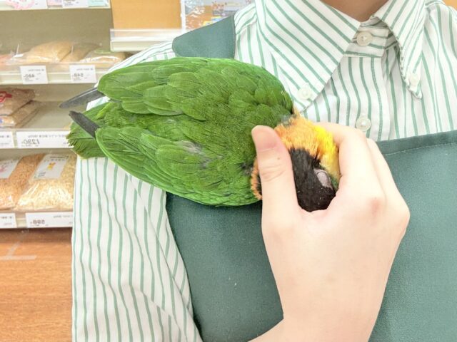 ズグロシロハラインコ