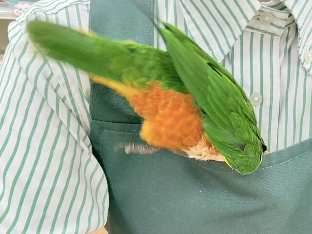 ズグロシロハラインコ