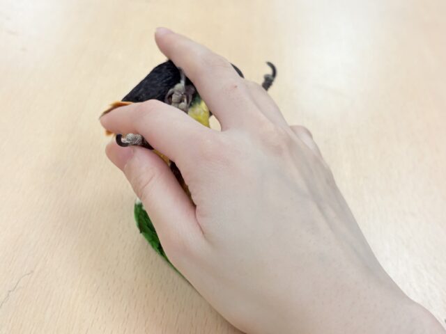 ズグロシロハラインコ