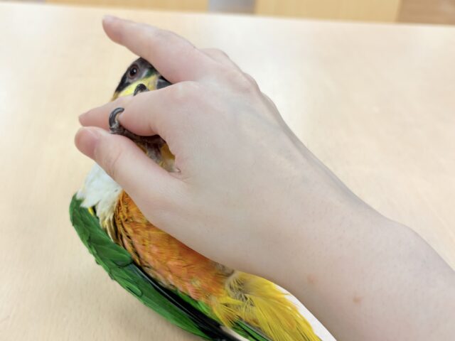 ズグロシロハラインコ