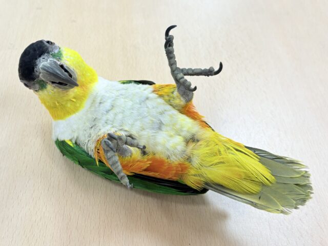 ズグロシロハラインコ