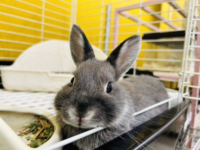 ネザーランドドワーフ