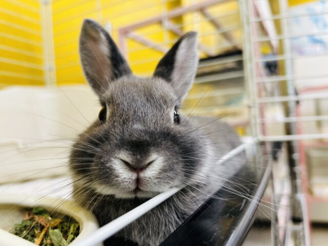 ネザーランドドワーフ